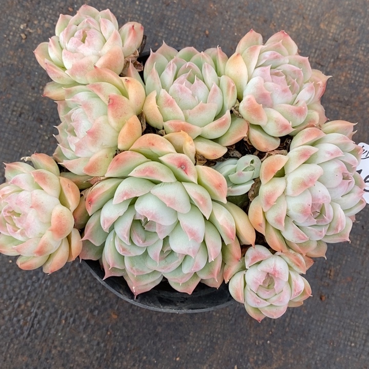 1675杂交老桩基地～13厘米