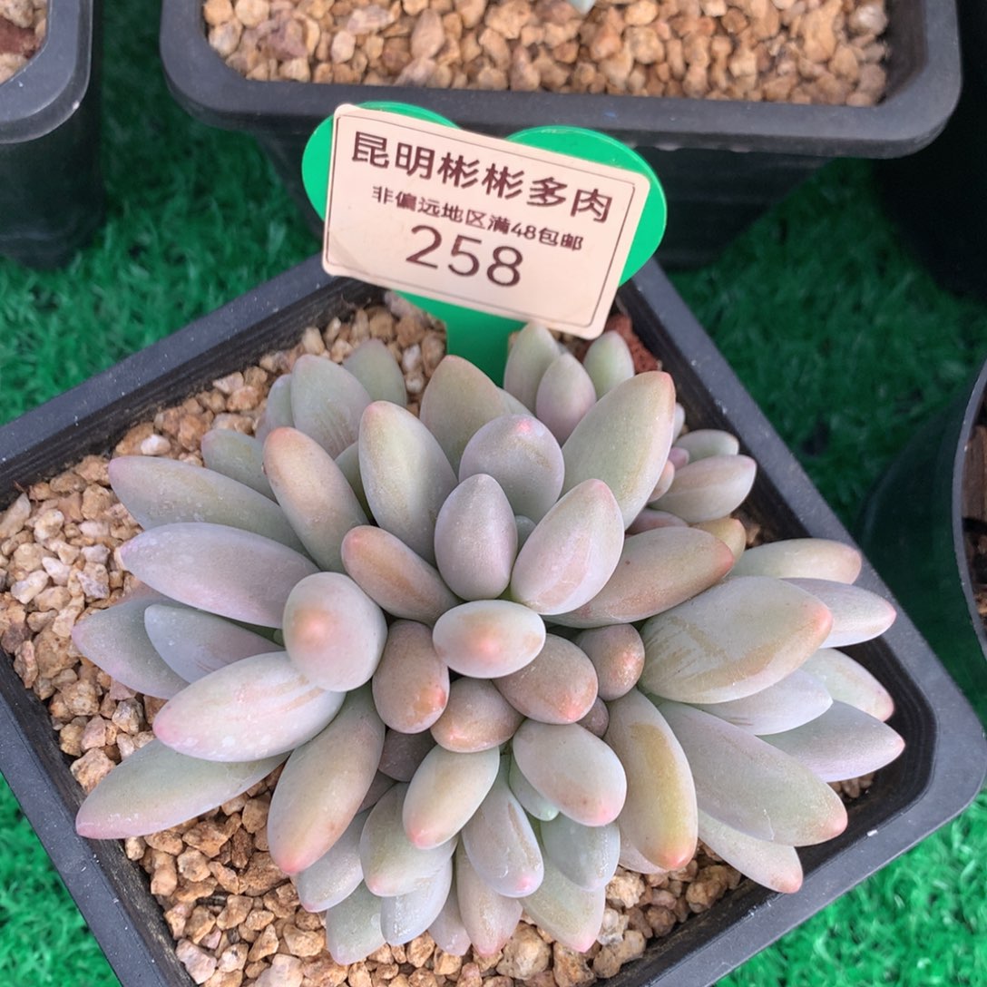 白兰地无砍平头258