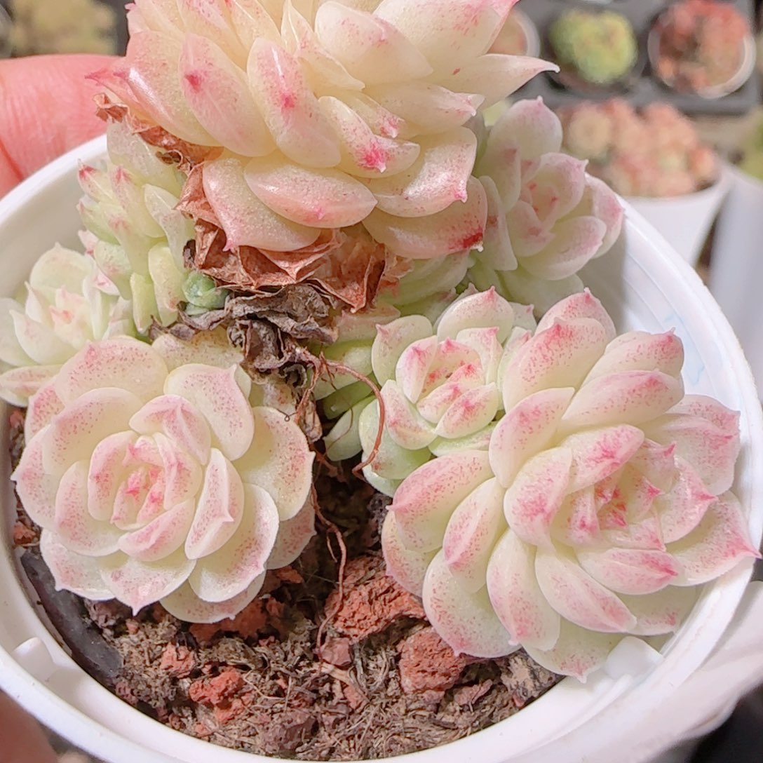 花语逸镜1128-341散