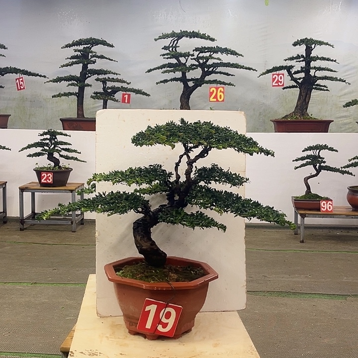 完全开放19号罗汉松