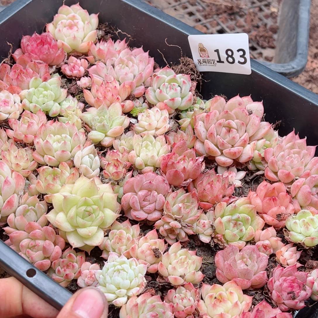 多肉植物多肉植物