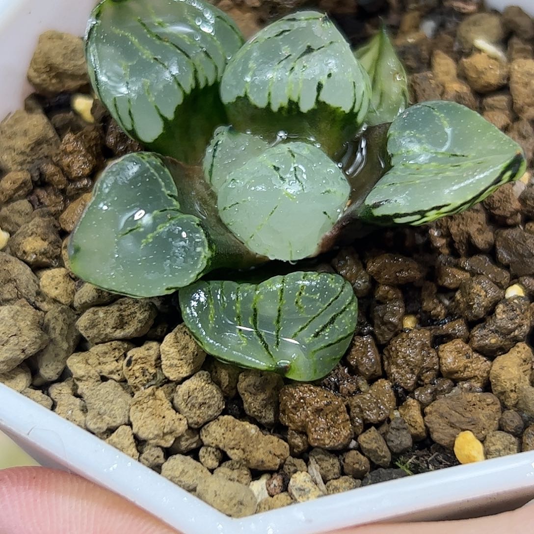 魔晶球十二卷多肉植物