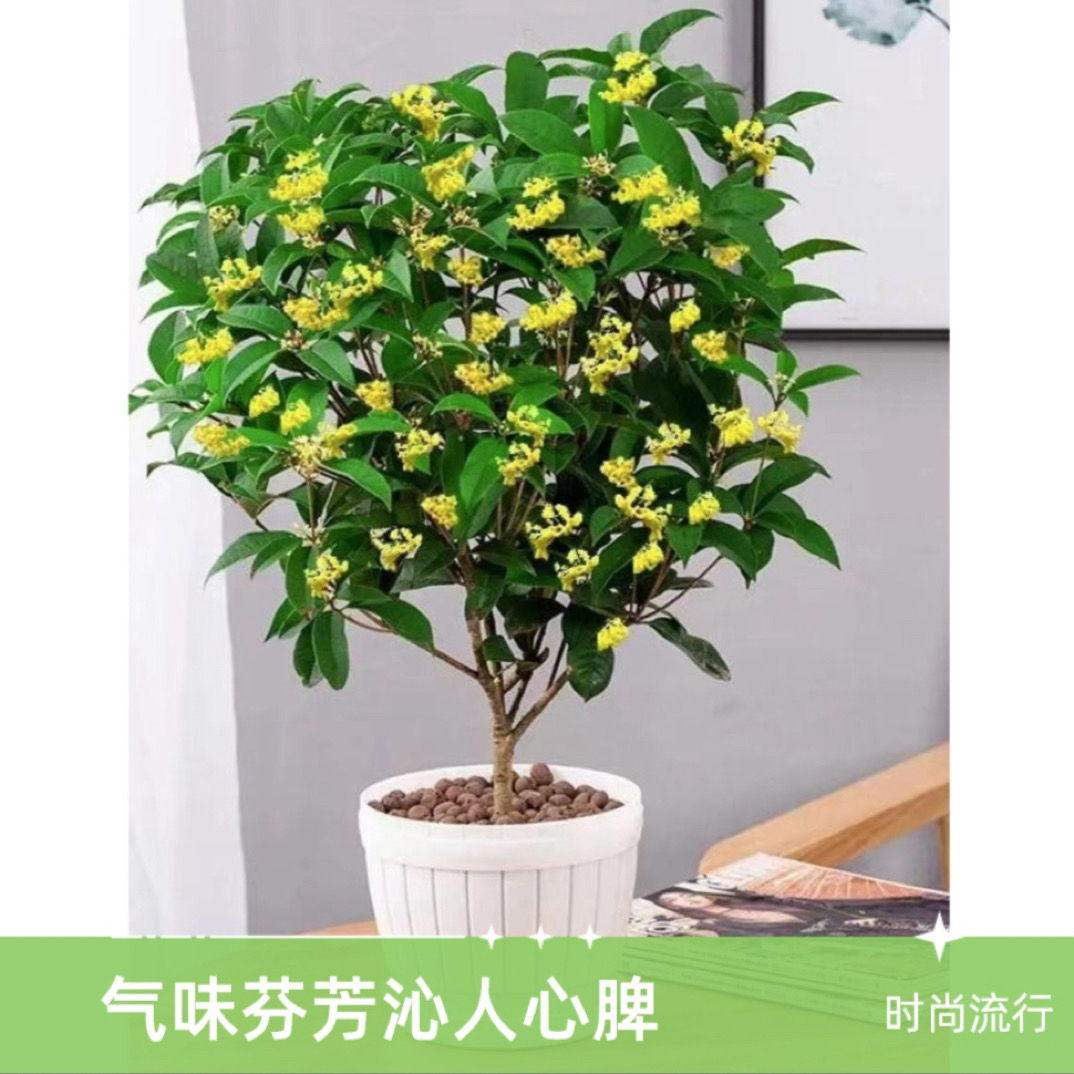 四季桂花《六年半苗》，适合盆栽地栽种植花香满屋室内室外桂花盆栽