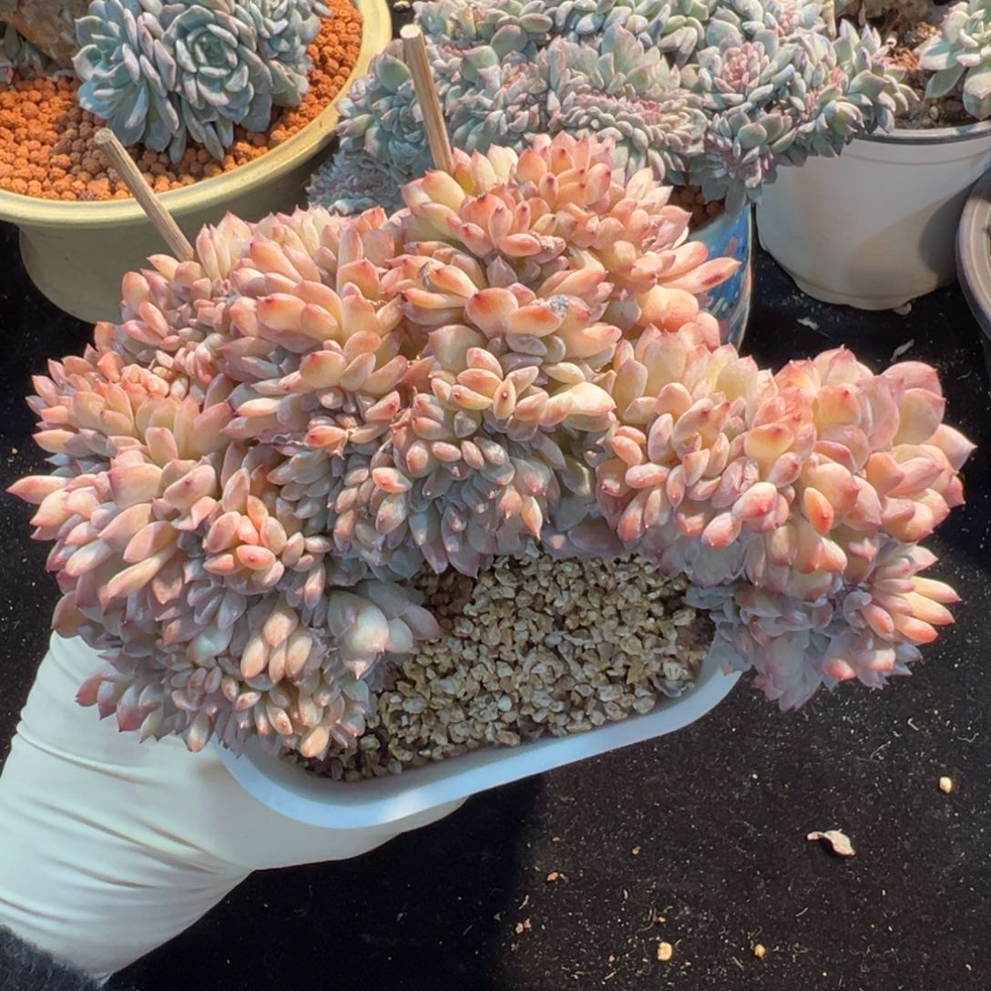 原价680 新年快乐