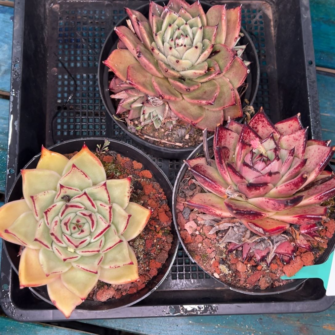 从前慢多肉精选编号0121.338