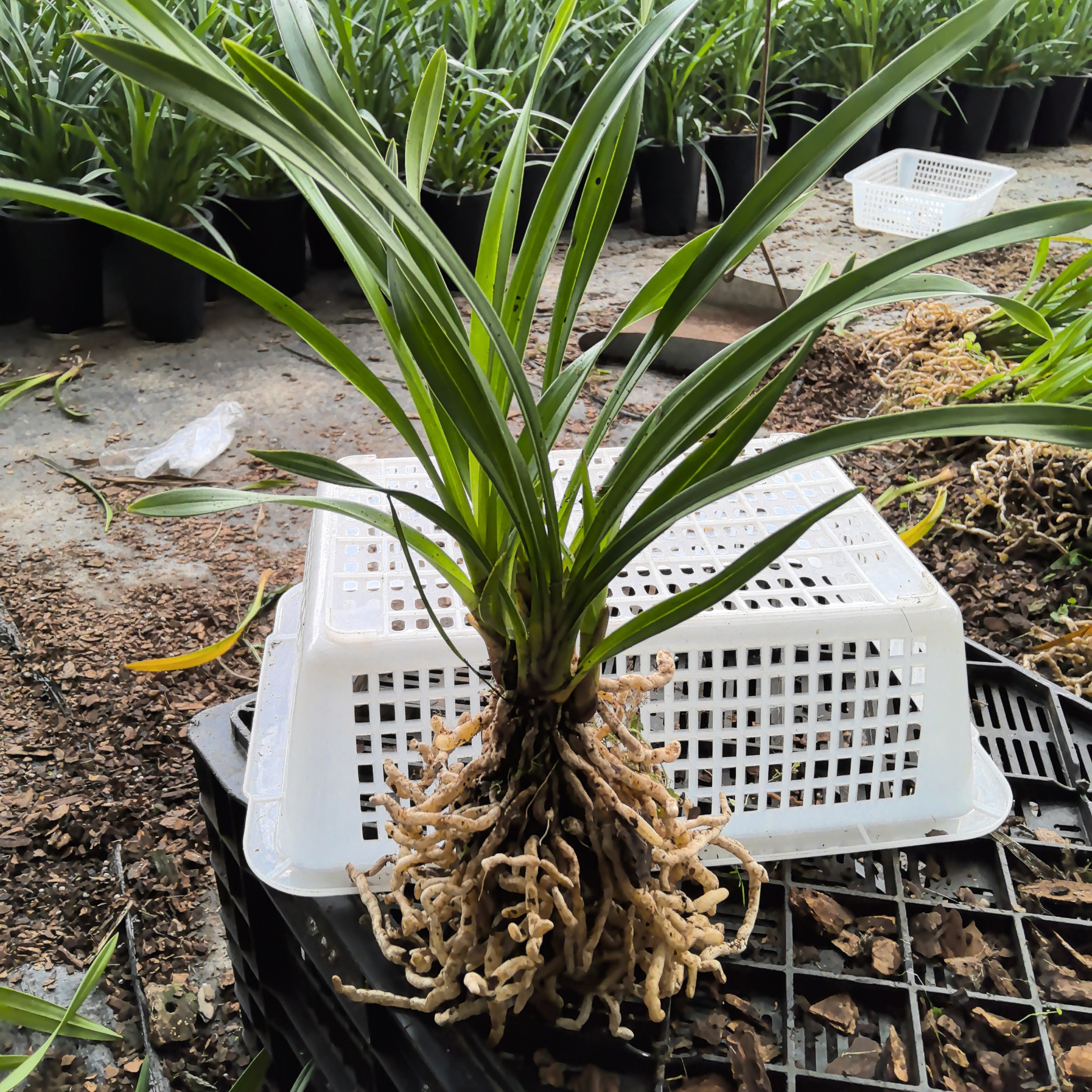 大花蕙兰带花苞室内绿植花卉盆栽易养活营养杯发货