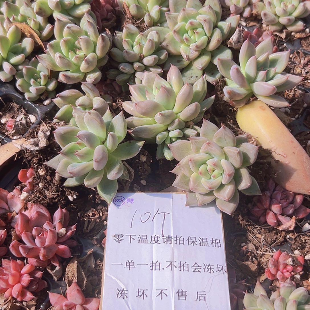 美人系10个默认单头