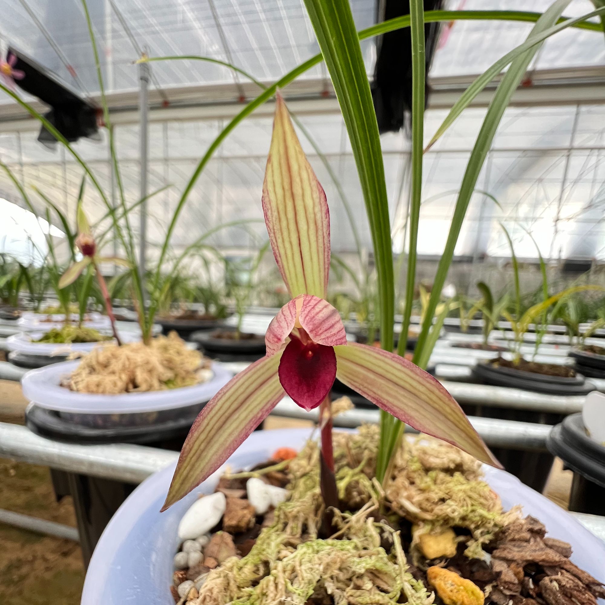 【开播福利专拍链接】墨兰建兰莲瓣兰春剑寒兰蕙兰铭品