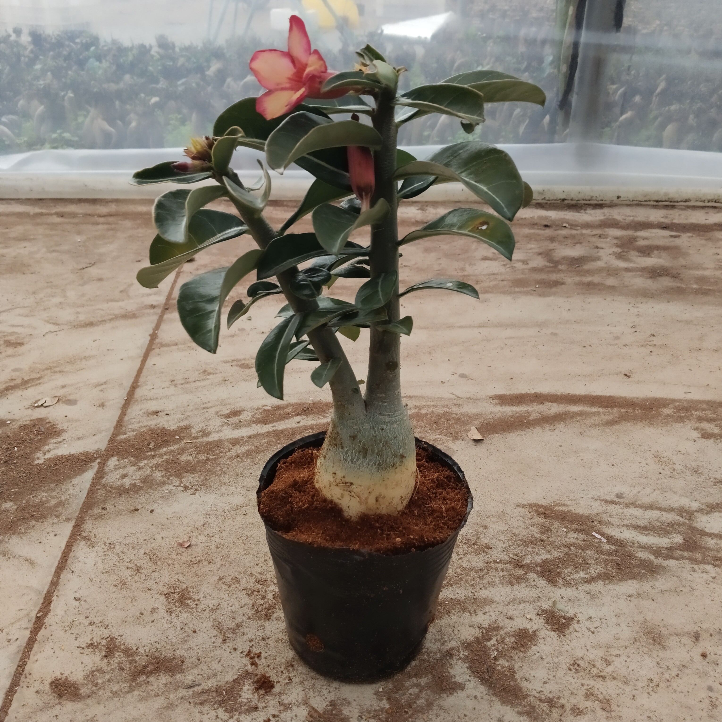 沙漠玫瑰（地桩）直播间一物一拍专用连接