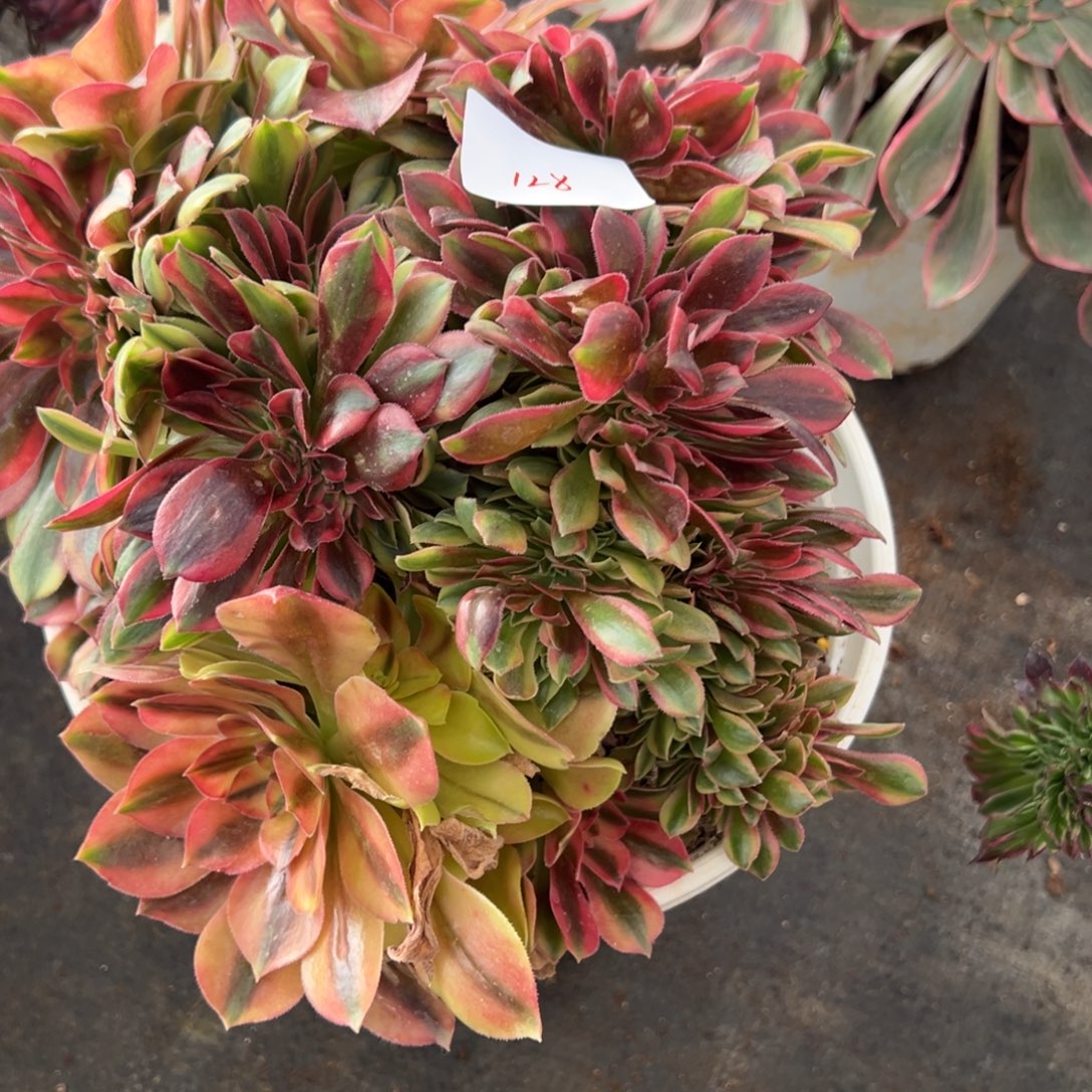 128红袖缀多肉嘻嘻嘻