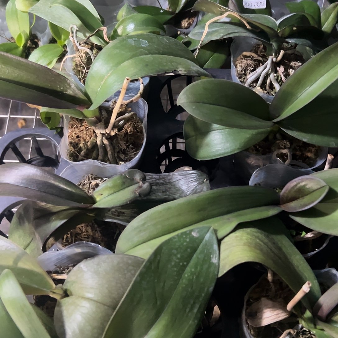 当前无花栽培后可以开花实生苗盲盒10棵瑕疵不售后