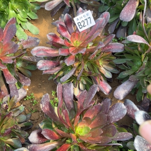 277华纳不包断枝