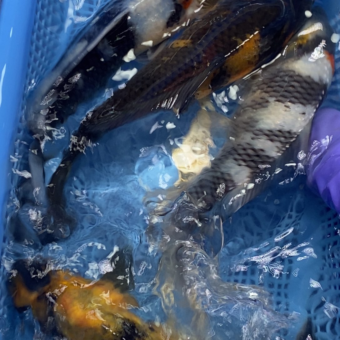 锦鲤冷水锦鲤包邮