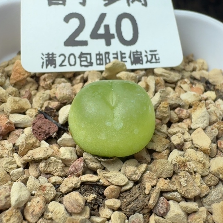 拉登1.3带盆土1200