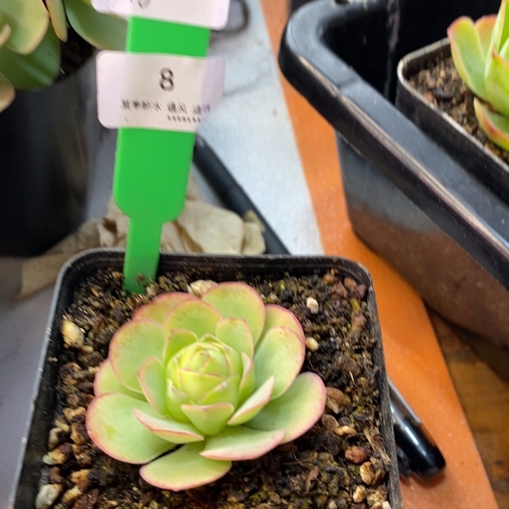 8号离月—山地玫瑰