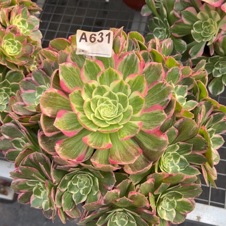 631水蜜桃25厘米左右