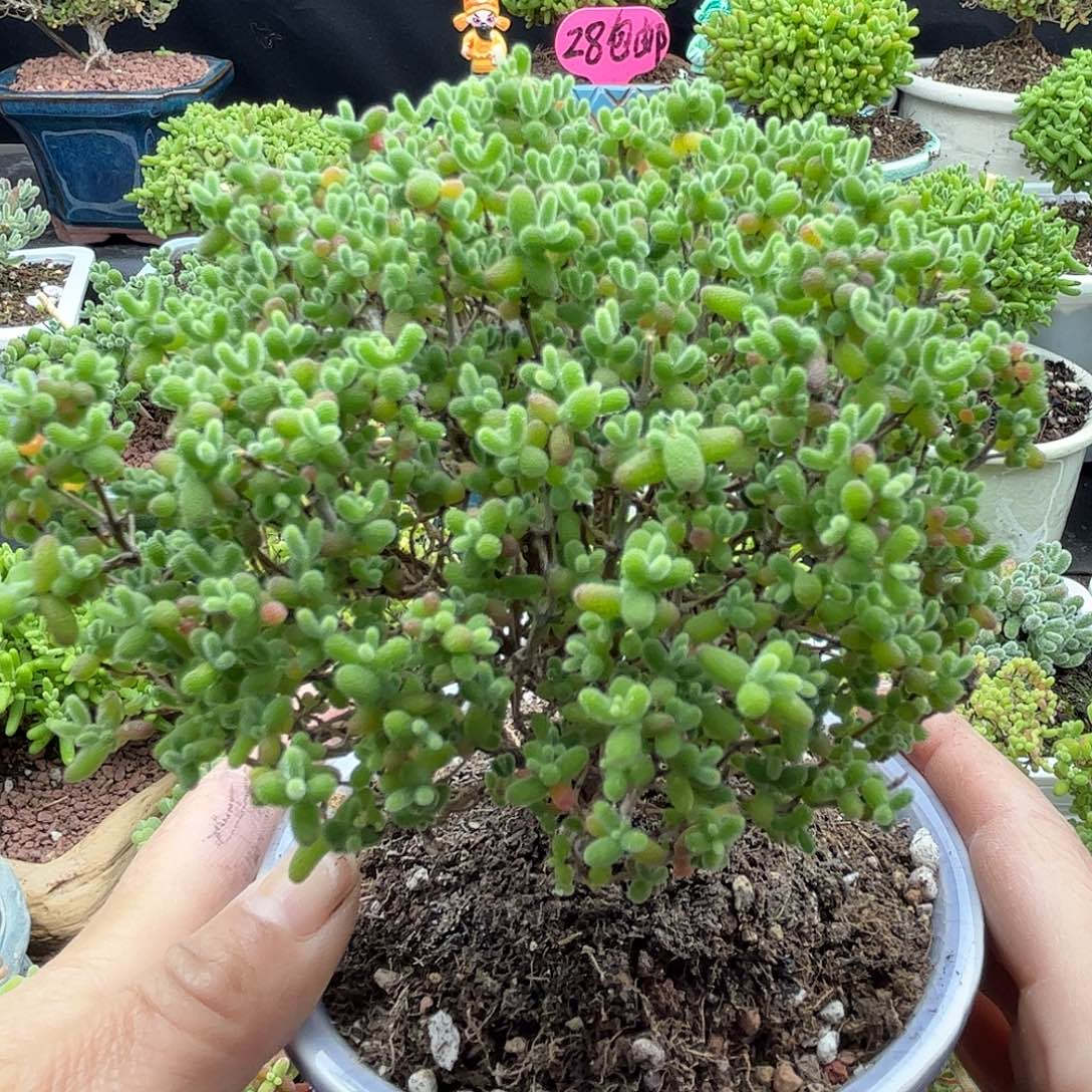 33蜜桔糖球优选枝干