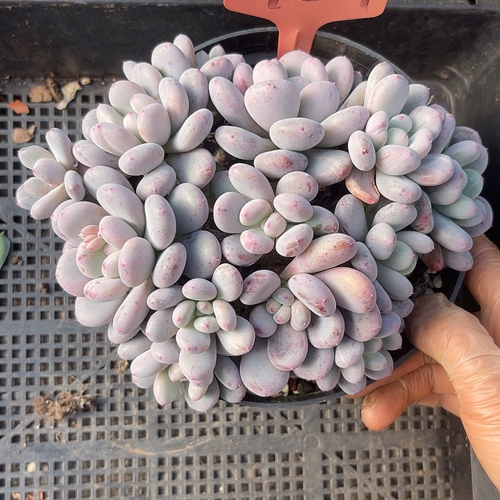 两单包邮，一物一409香香雪