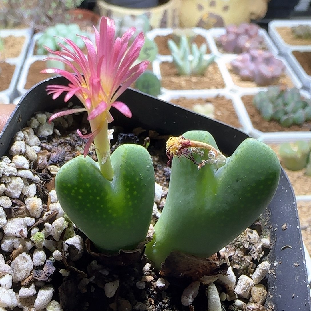 开播福利来啦。     96