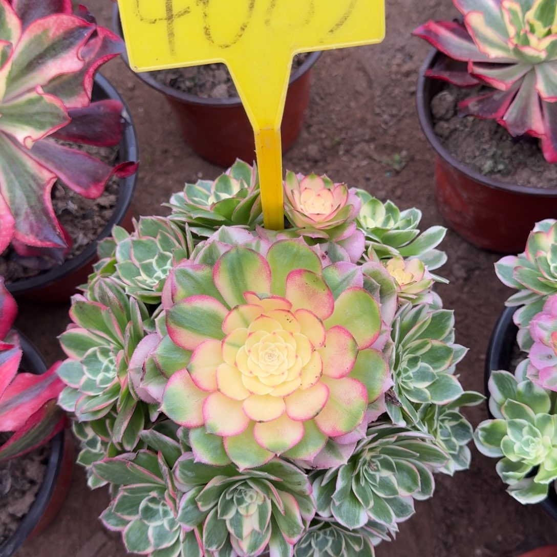 4085---海王多头多头