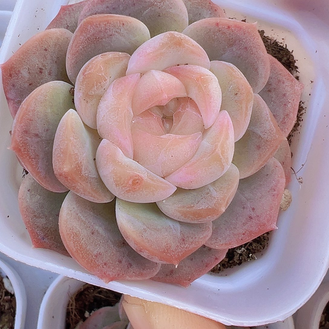 良辰19包邮多肉植物