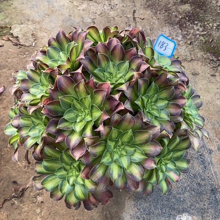 183韶华多肉法师