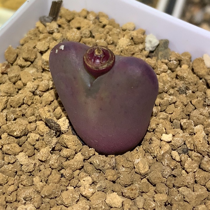 精品多肉植物少将杂交