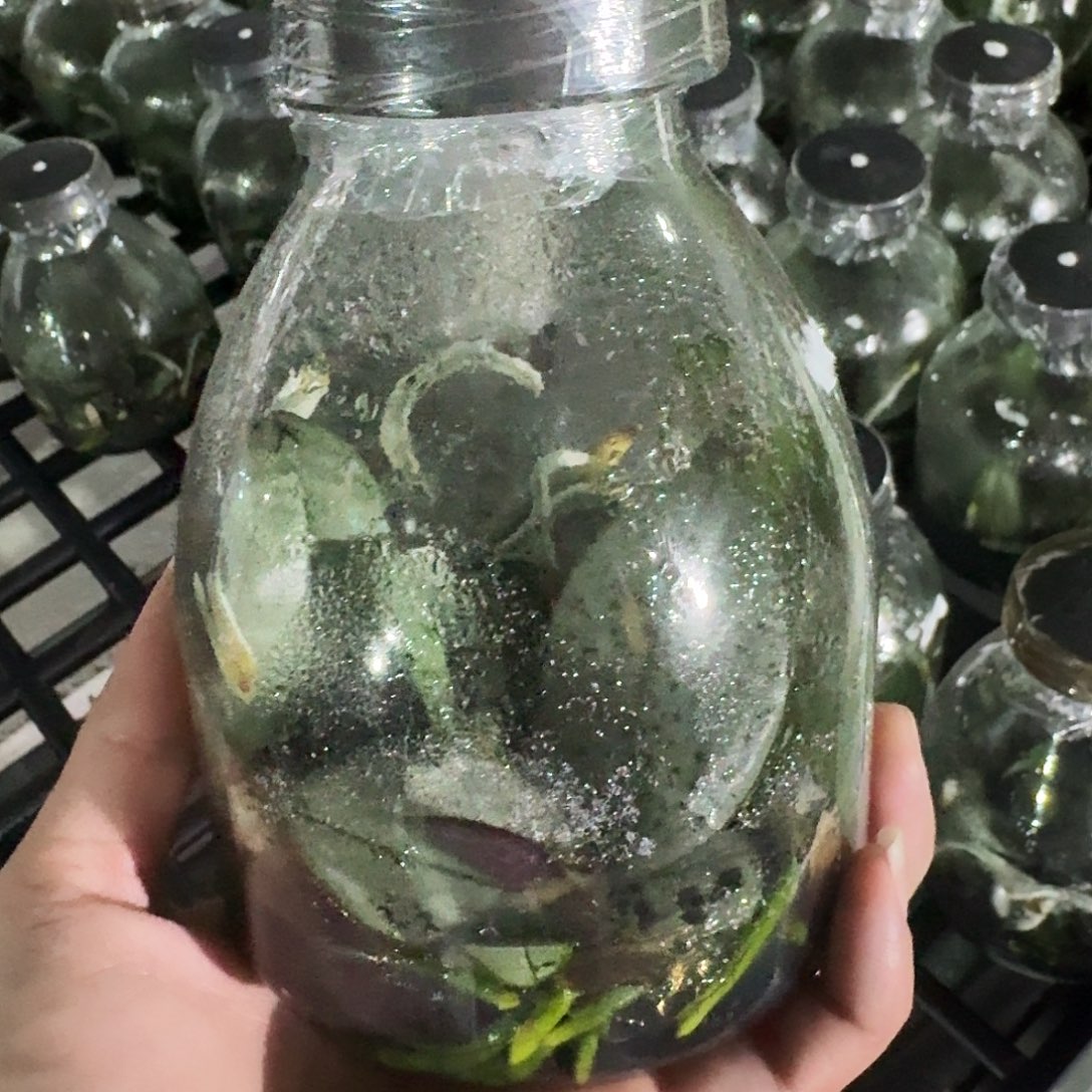 完全开放欣*蝴蝶兰