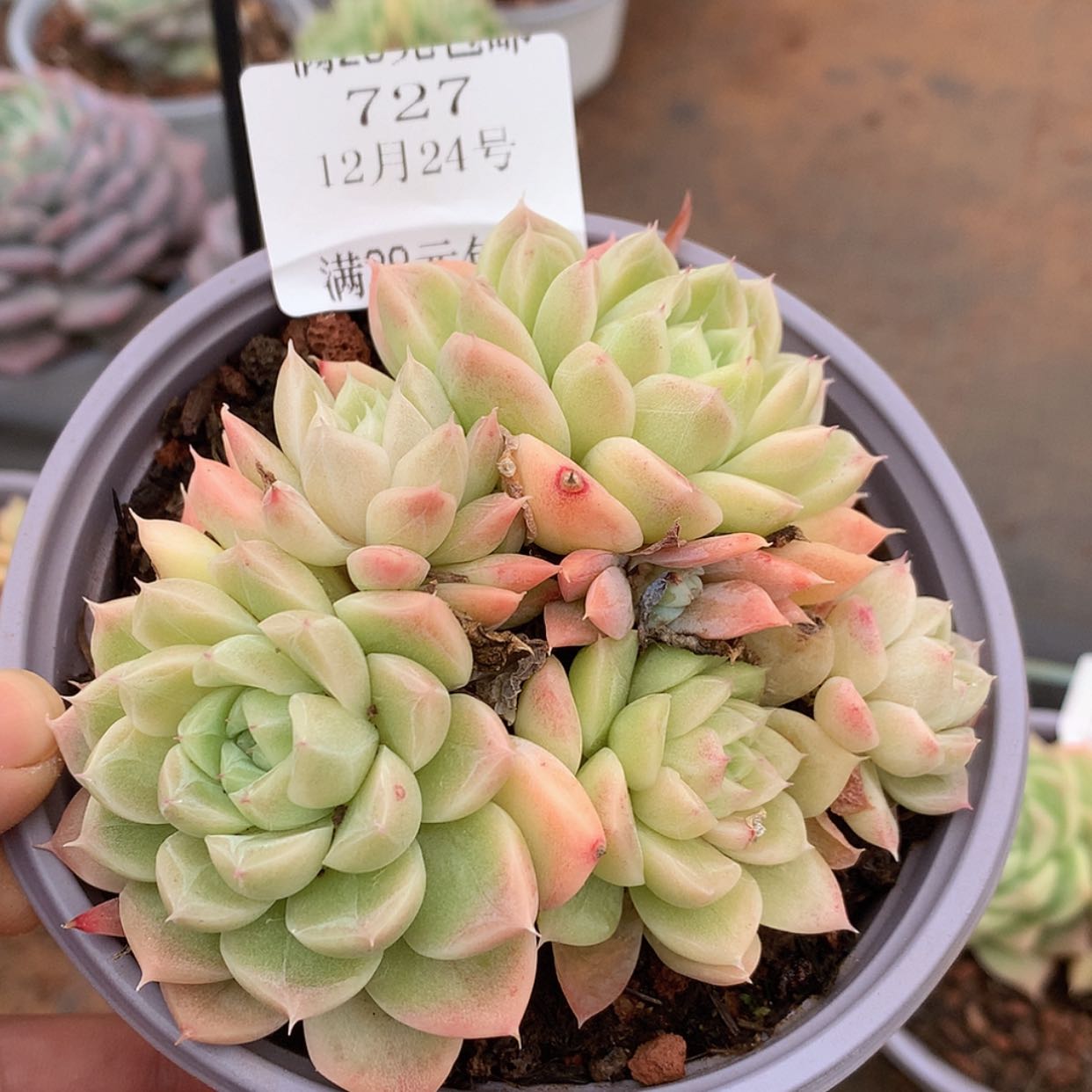 【闪购商品】云727麦秆