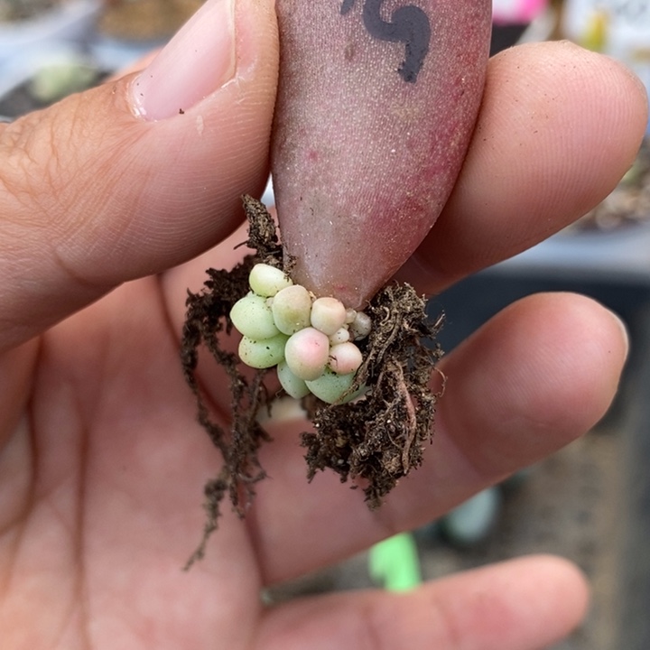 糖果美人，无锦苗啊啊啊