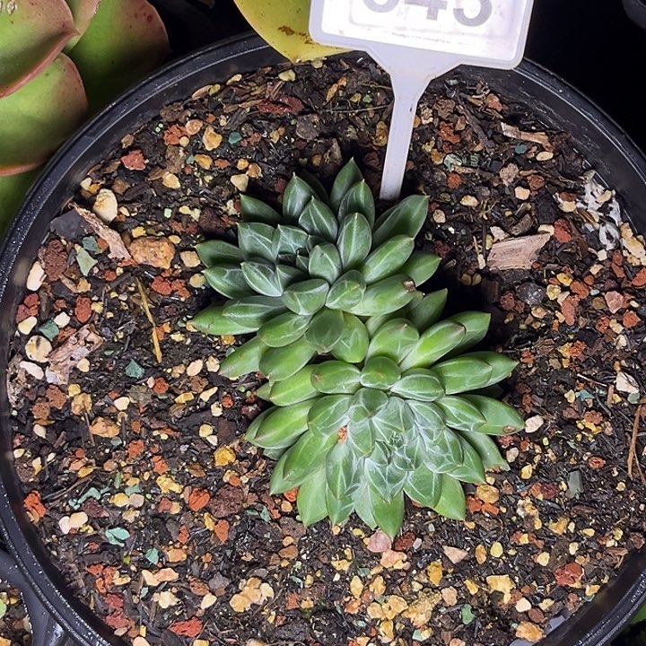 六***一多肉植物雪花美人643