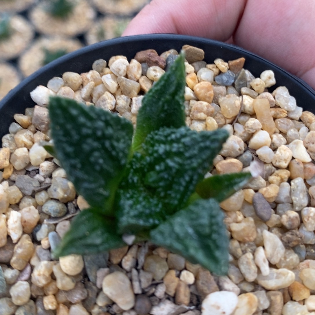 洋****实生哥斯拉小苗福利福利