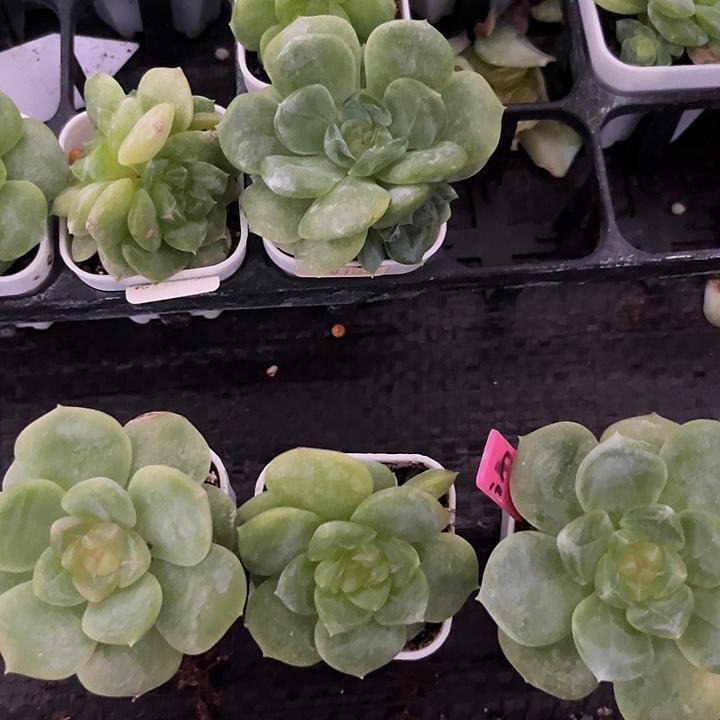 谪仙 4方杯  满20包邮