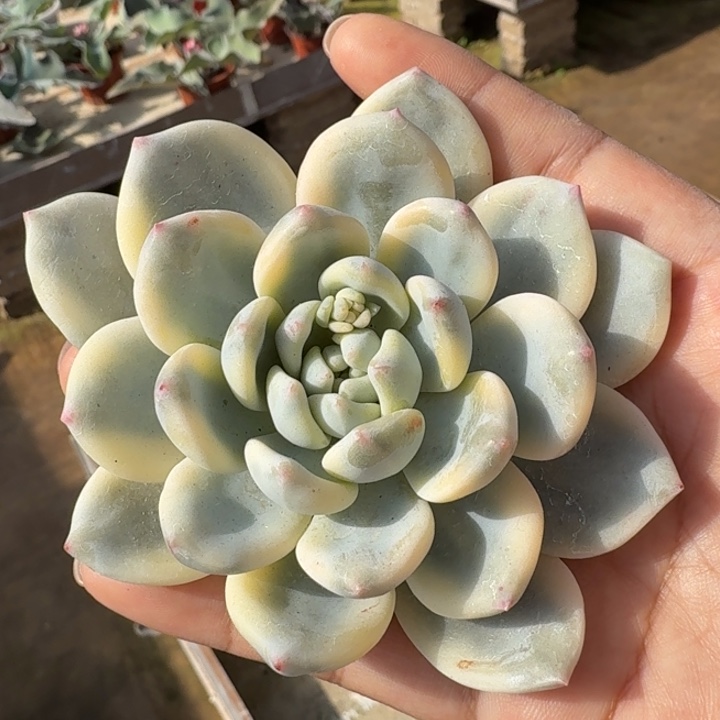 望舒锦朝以上盆的如今