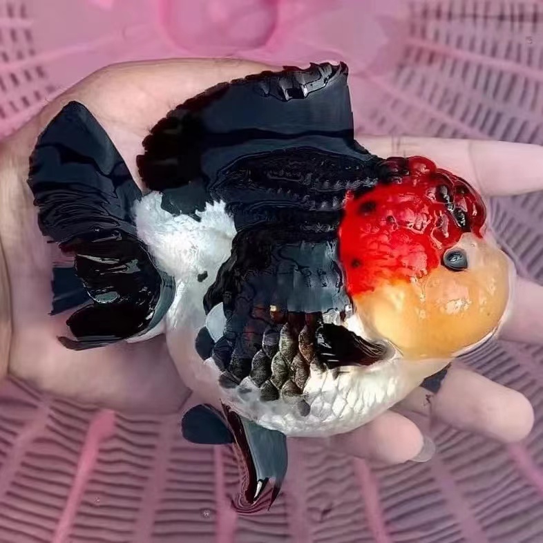 泰狮玛丽是狮子头金鱼在进入泰国后，经泰国的养鱼人培育出来的