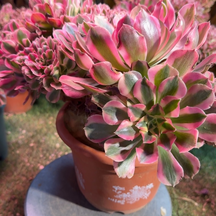 糖果女巫法师缀化448