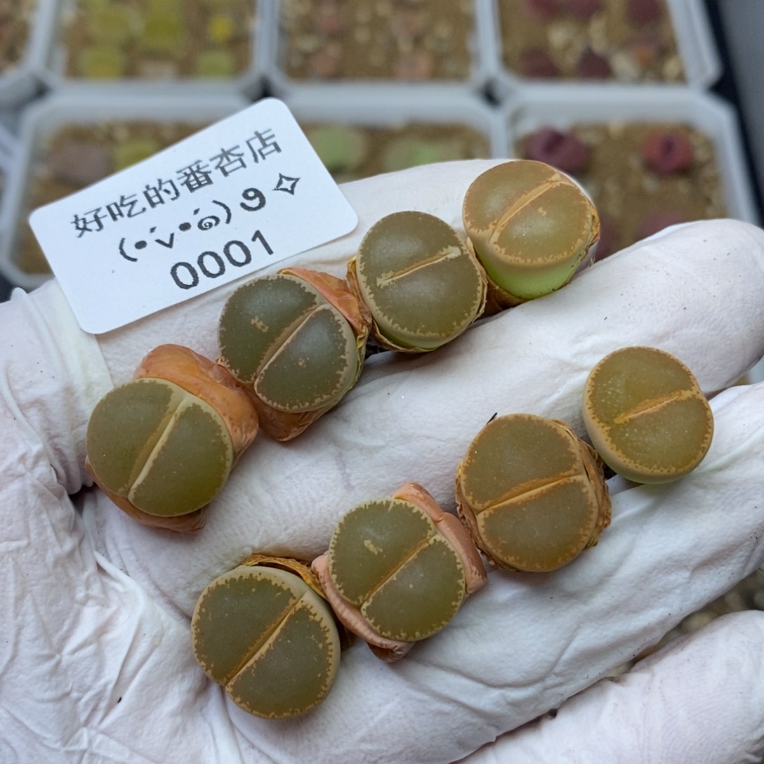 0001。零下拍保温.18包邮.当天凑哦