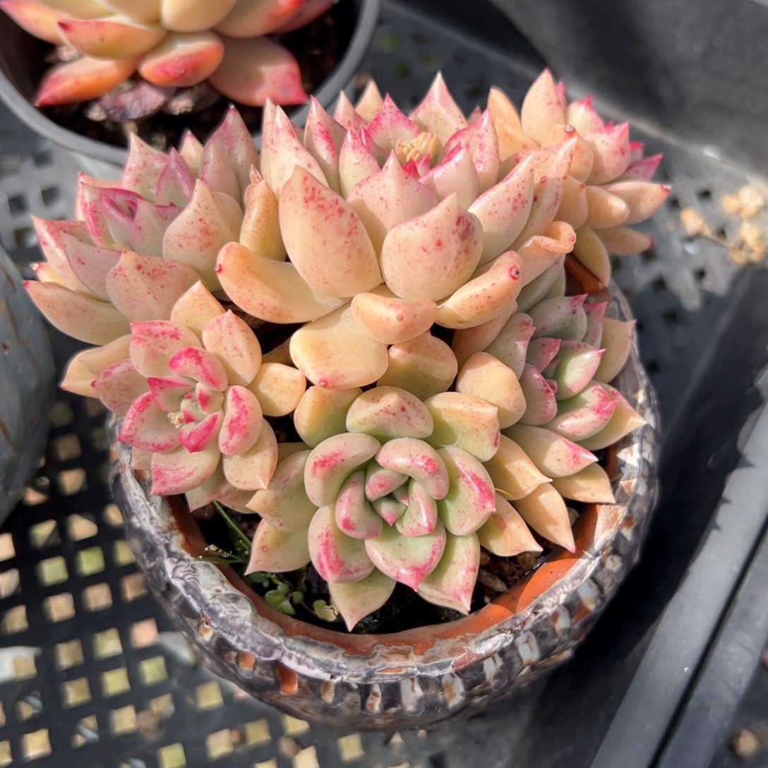 璀璨（满38包邮）多肉