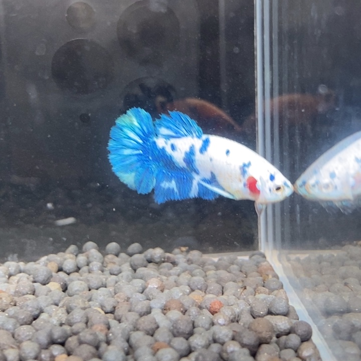 斗鱼泰国斗鱼175号