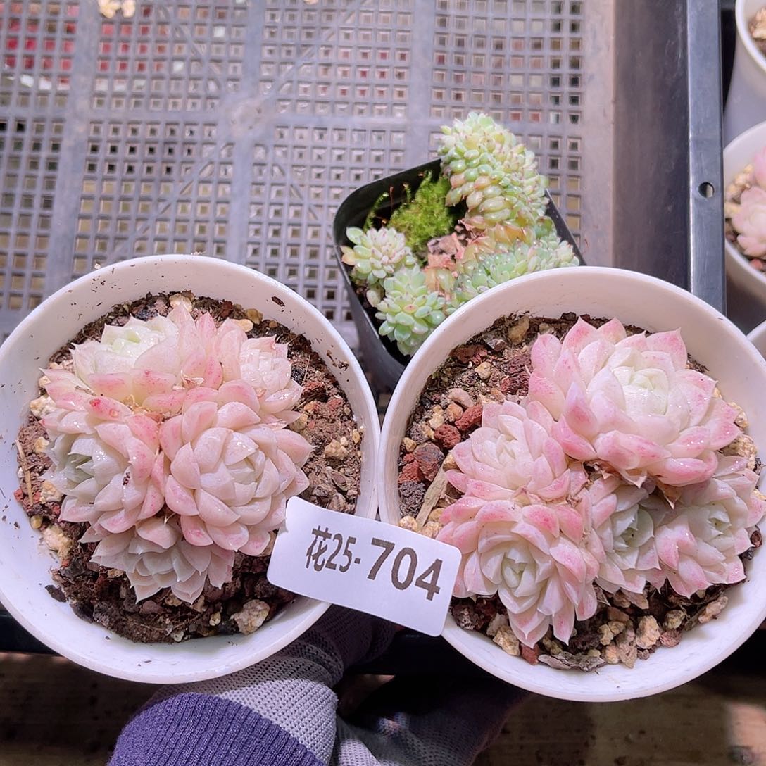 花25-704多肉植物3颗含盆土