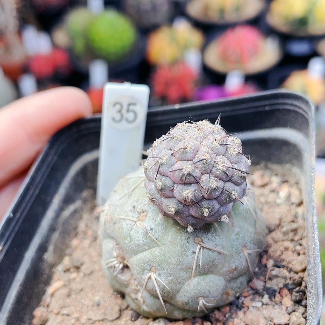 瑕疵非偏远地区满25包邮仙人球