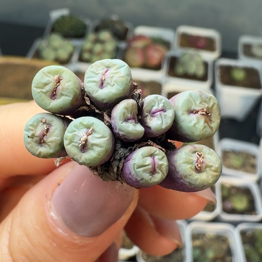 4728小红嘴一颗一颗