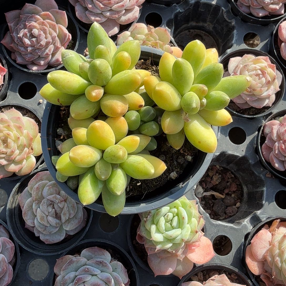千代田多肉植物净切