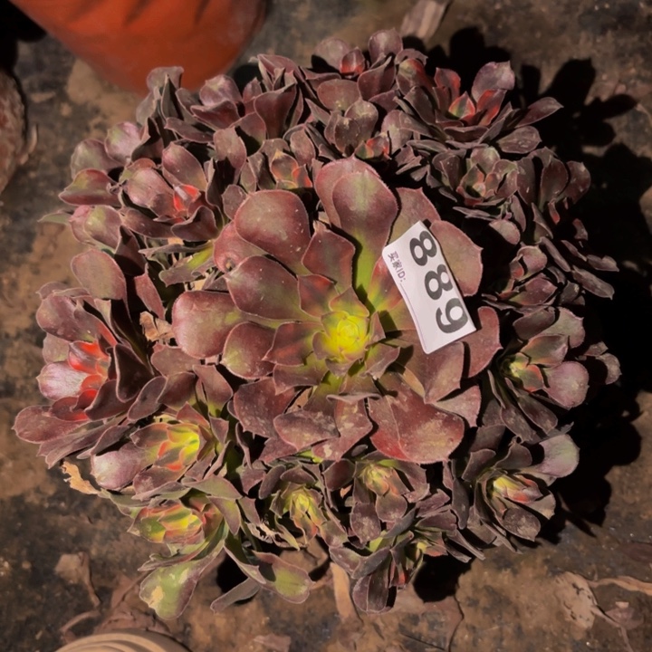 889香妃多肉植物不售后