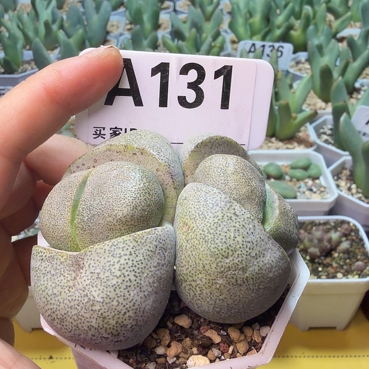 131。满38包邮肉锥