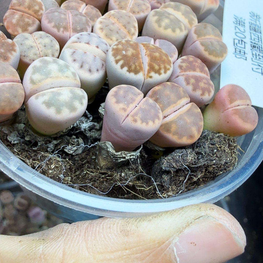 好喜欢看肖蘸唱歌跳舞打野141