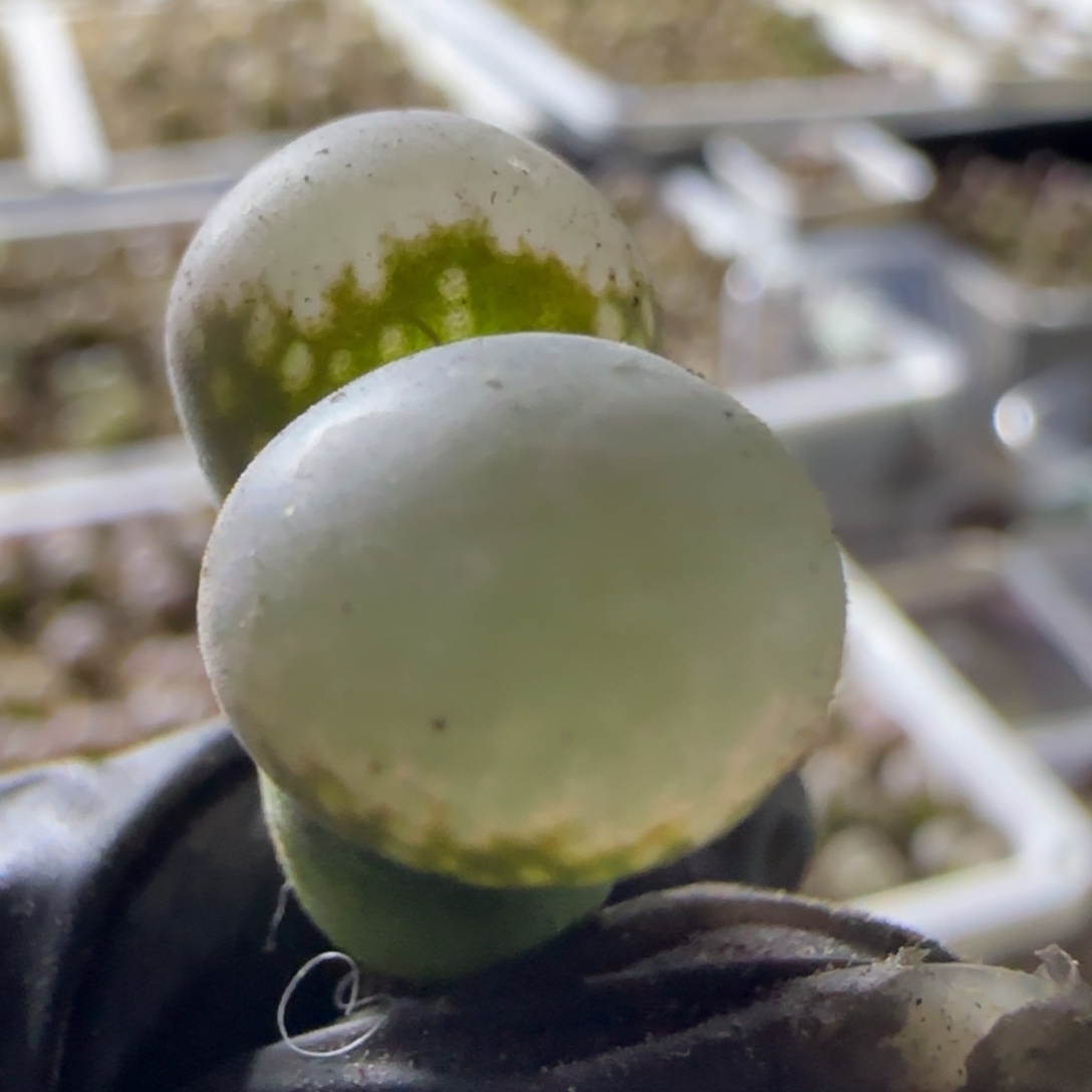 精品01*鱼尾。           96