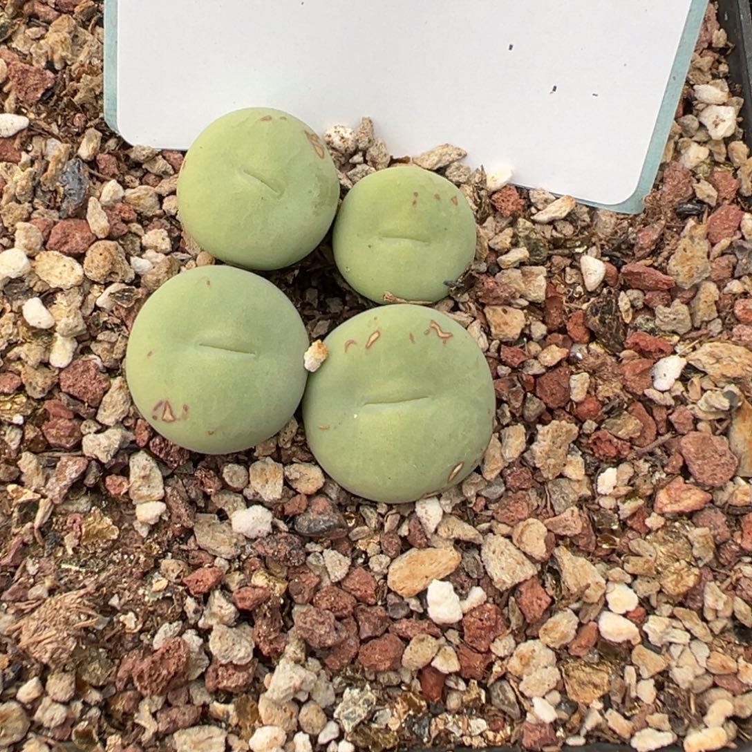 佛***怀29-224肉锥多肉植物