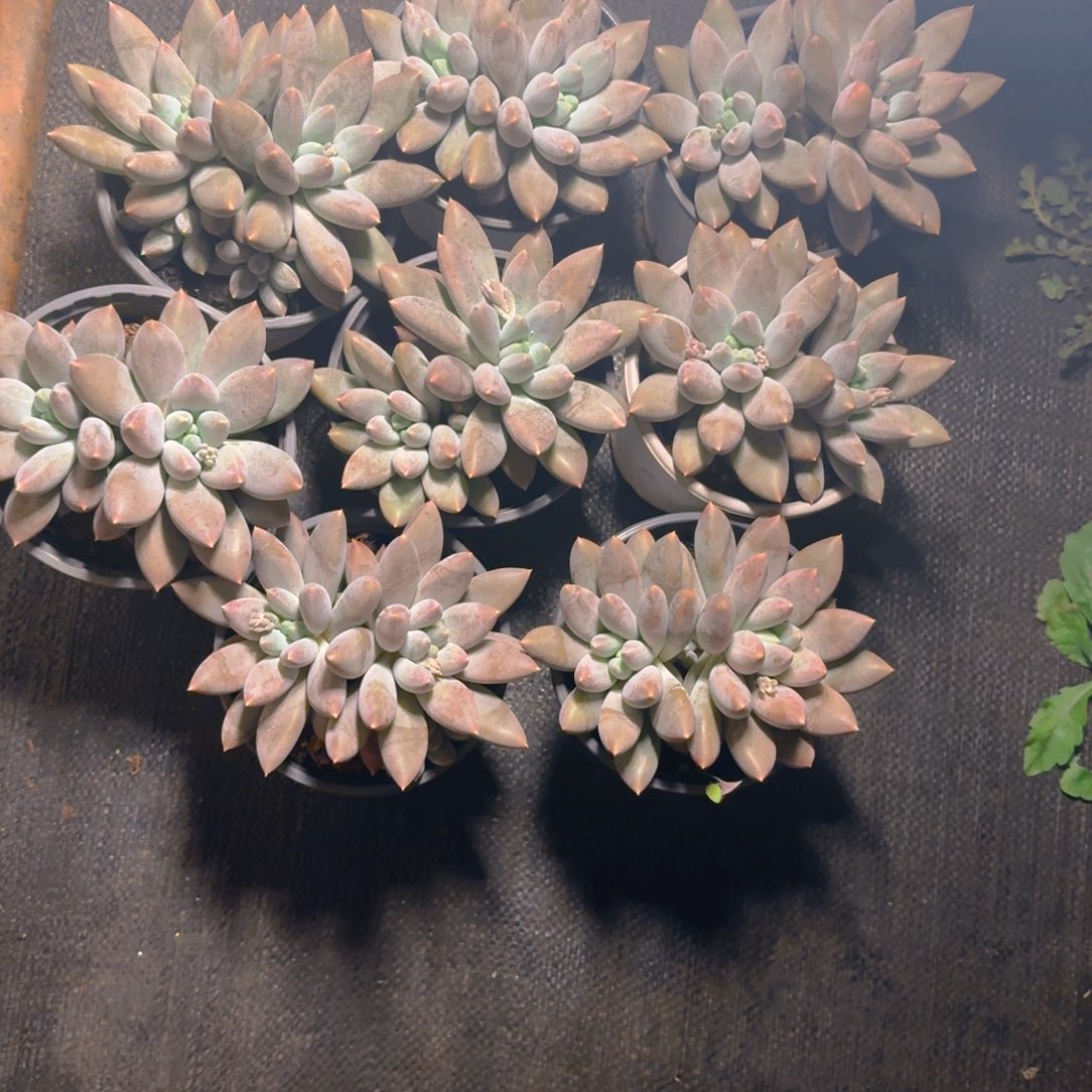 哥特多肉162626829292