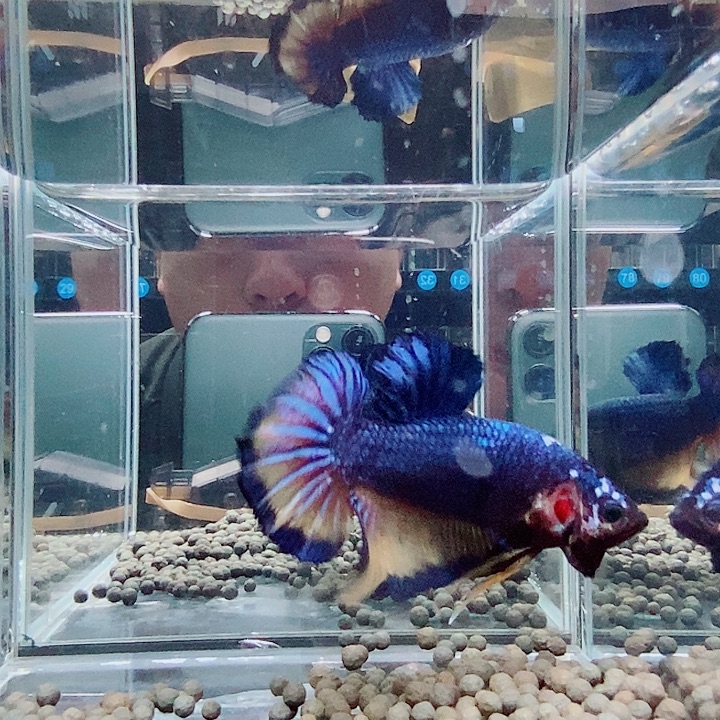 斗鱼黑136号巨斗将军